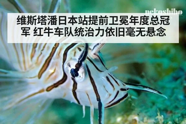 维斯塔潘日本站提前卫冕年度总冠军 红牛车队统治力依旧毫无悬念